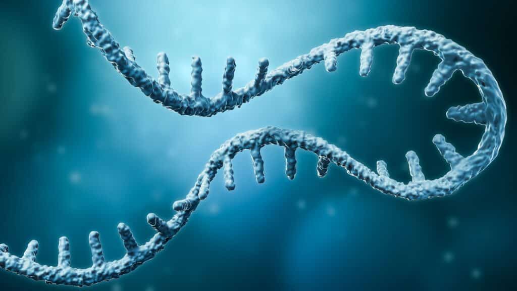 Messenger-RNA-or-mRNA-strand