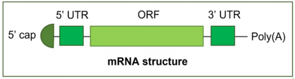 Structure of a typical mRNA drug