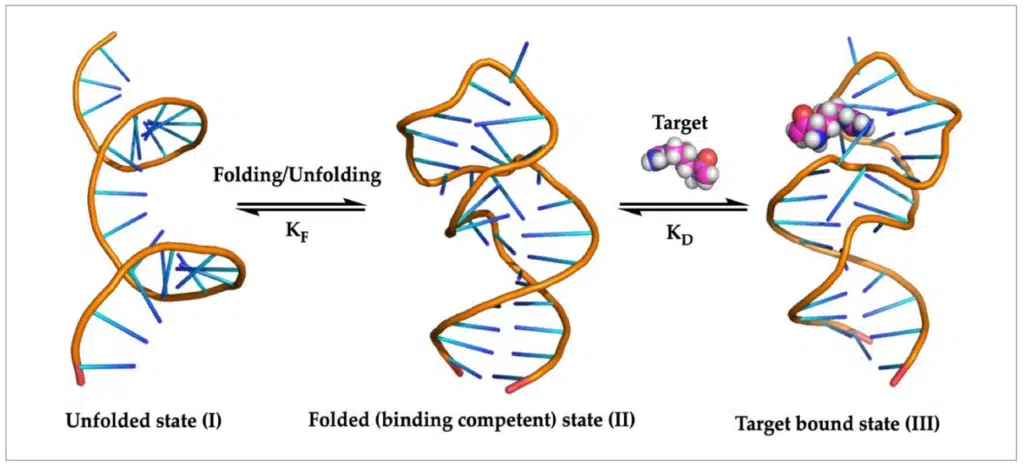 RNA aptamer in unfolded, folded and target bound equilibrium states.