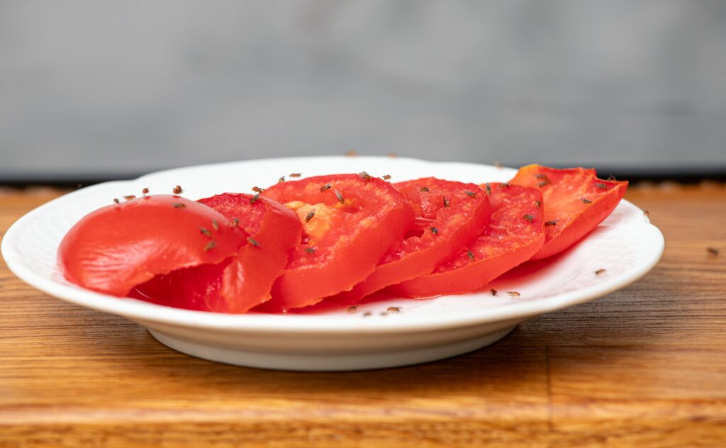 Fruit-flies-on-tomato-slices