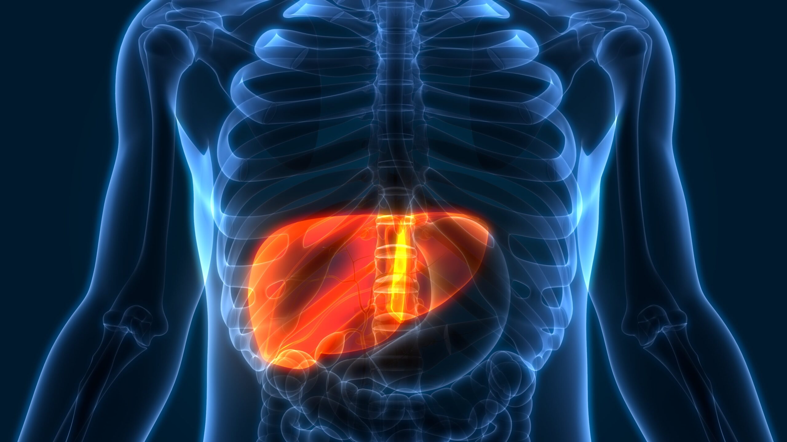 Graphic illustration of anatomy, liver highlighted