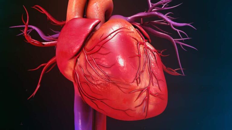 Graphic-illustration-of-human-heart