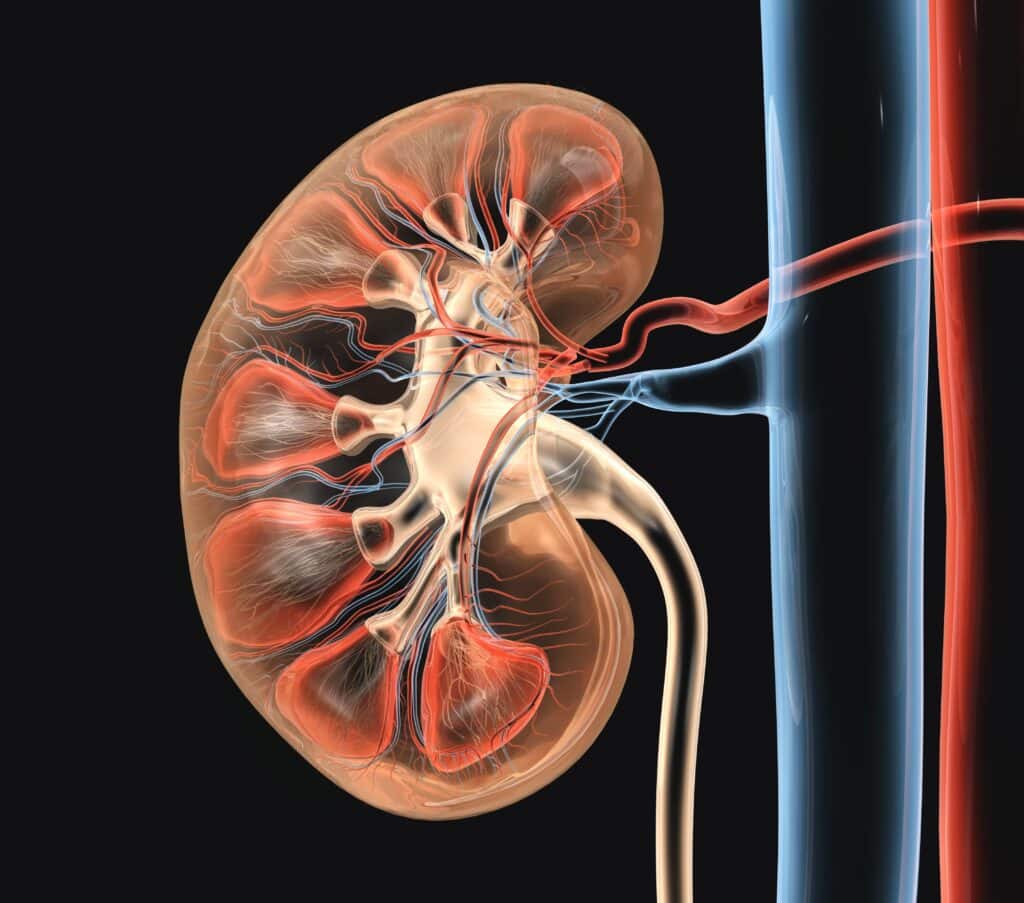 Graphic-illustration-of-right-kidney-min