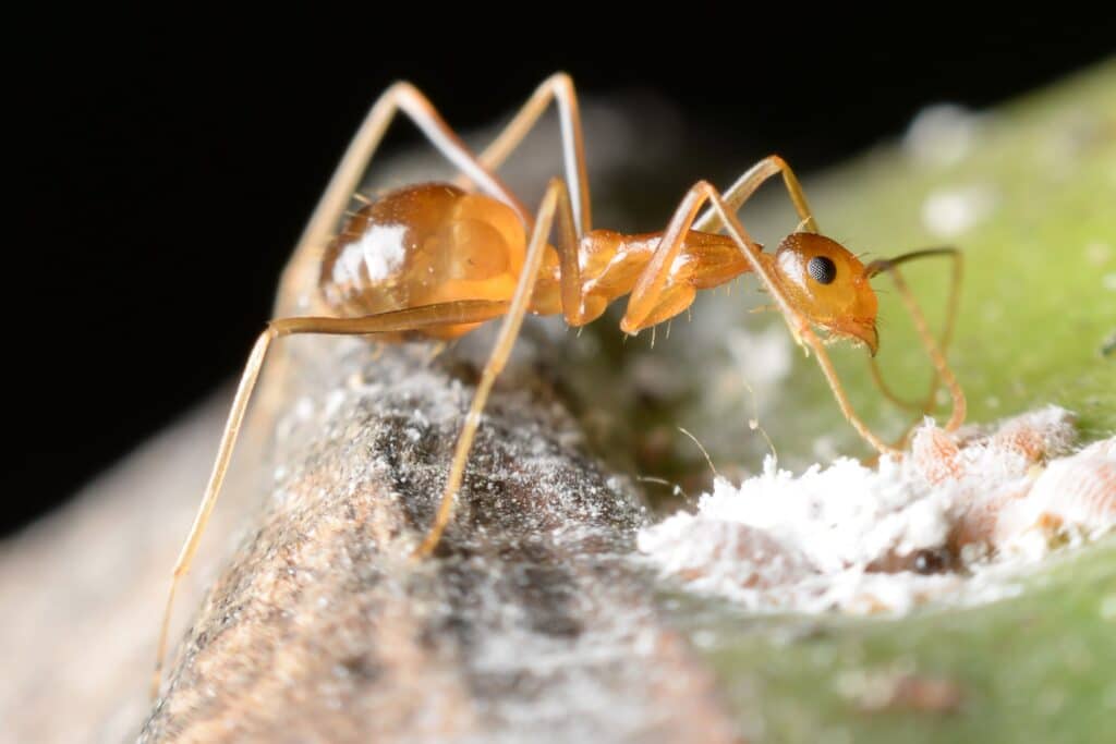 Yellow-crazy-ant-gathering-honeydew-on-leaf