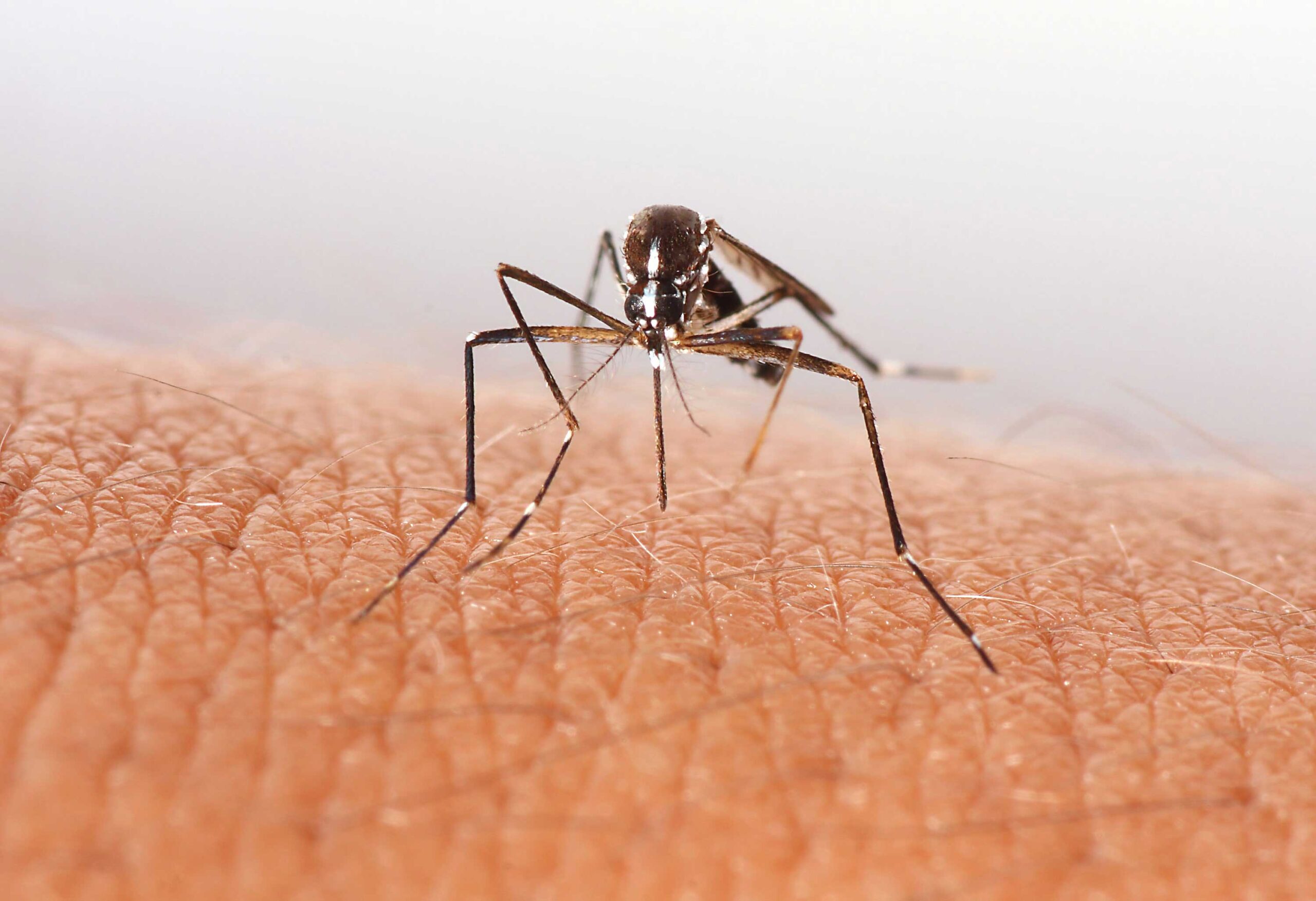 close-up of mosquito biting human skin