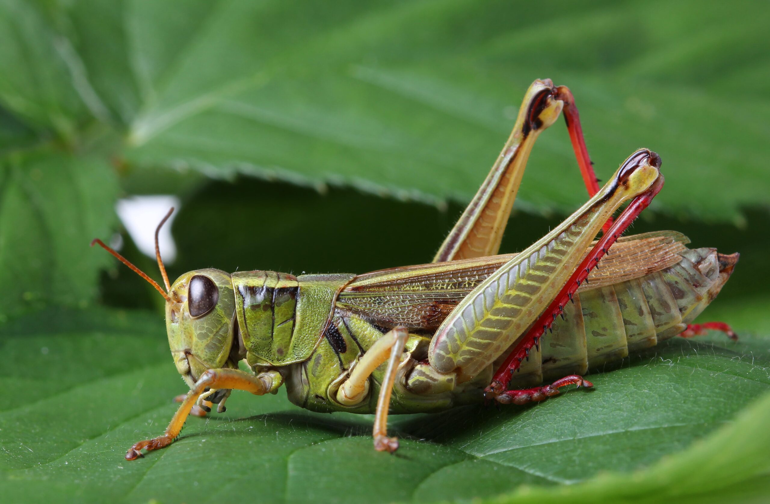 closeup of grasshopper on leaf