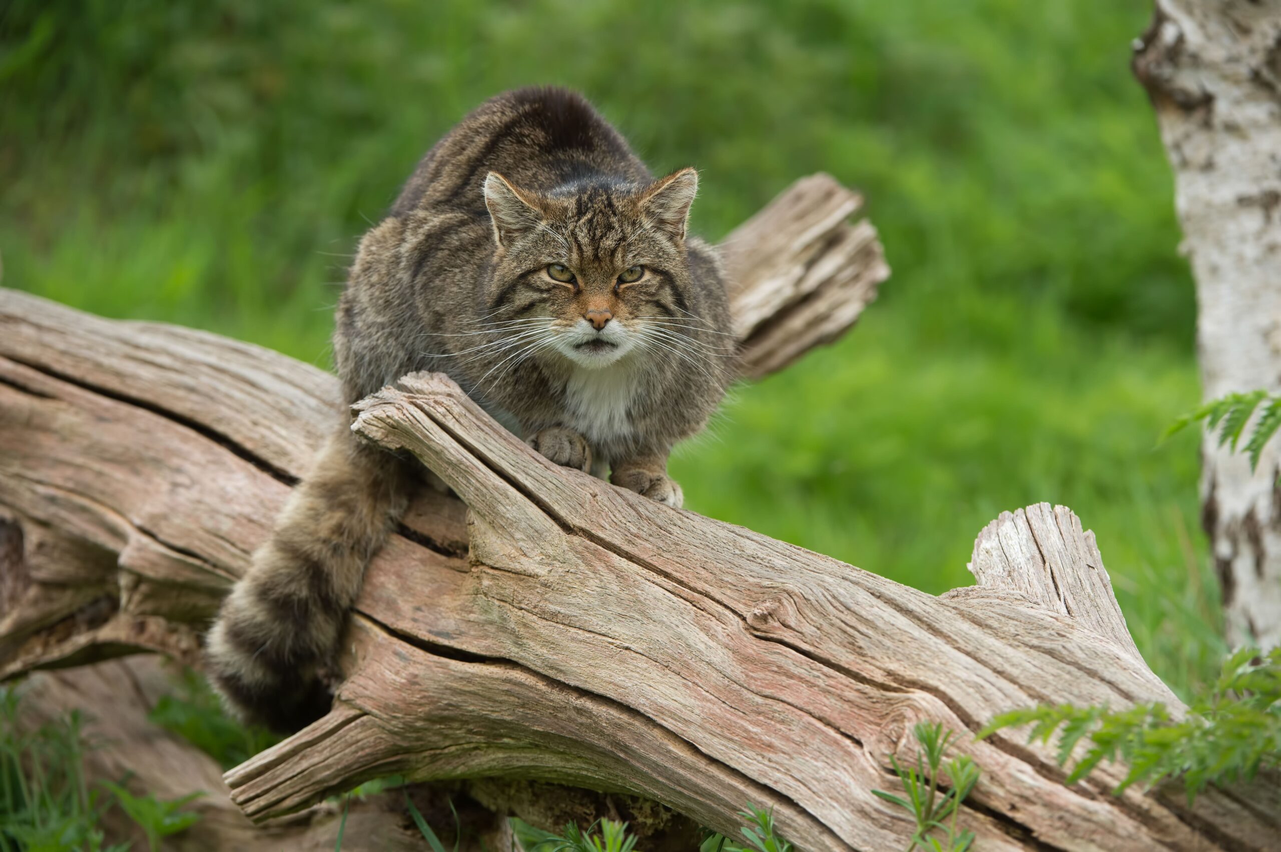 scottish wildcat on log