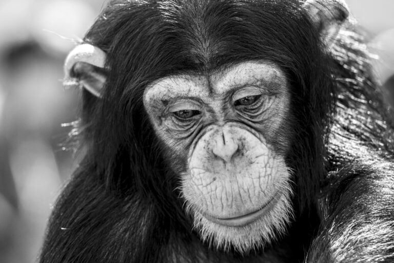 Portrait of chimpanzee in black and white