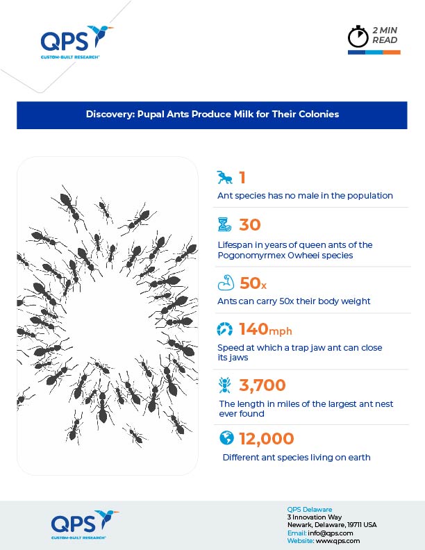 Discovery Pupal Ants Milk for Their Colonies