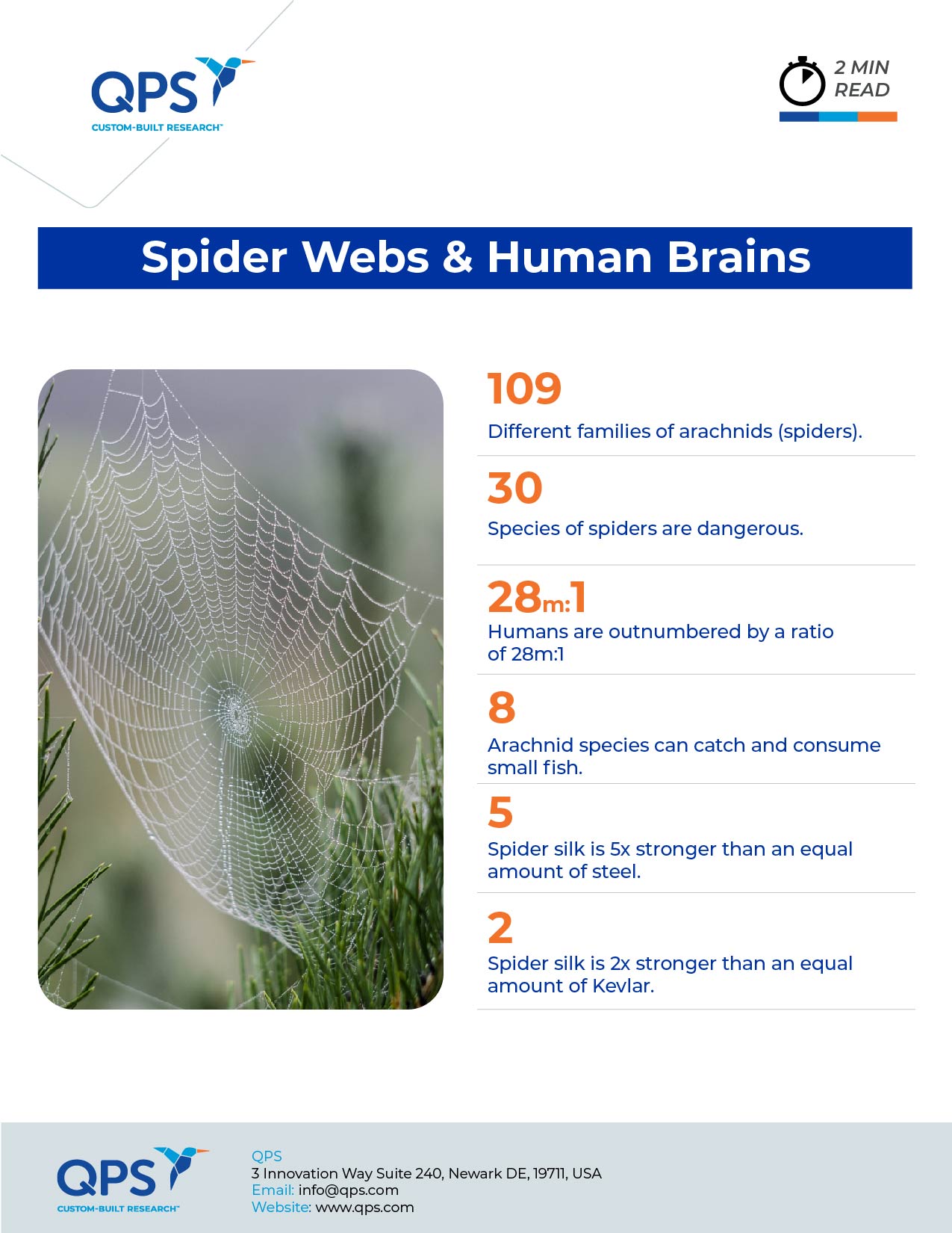 Spider webs & Human Brain