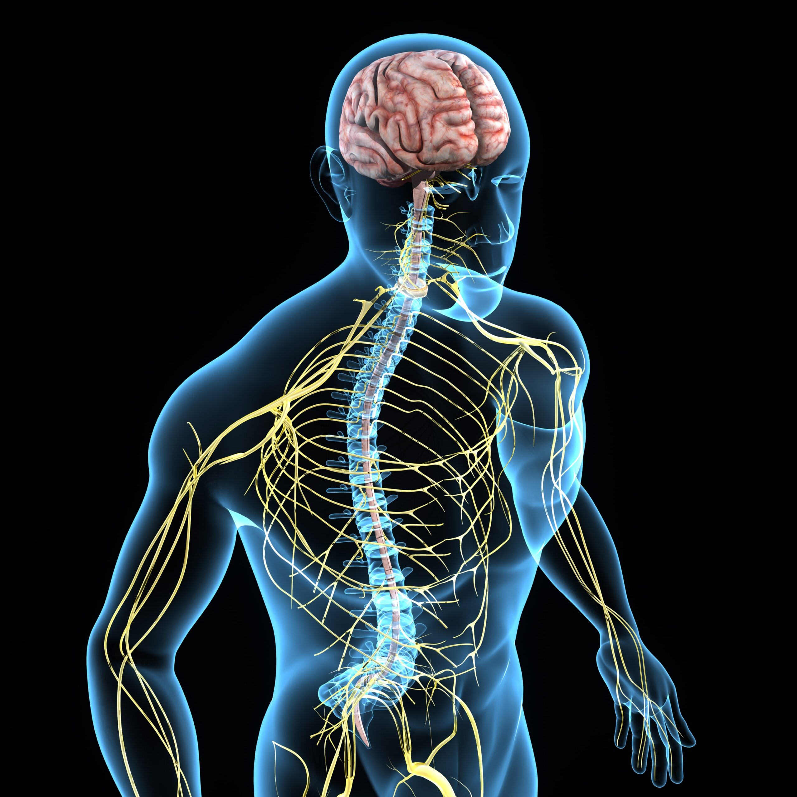 graphic illustration of nervous system