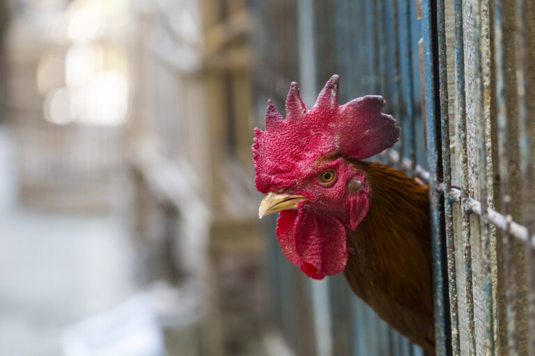 Chicken looking out of a cage