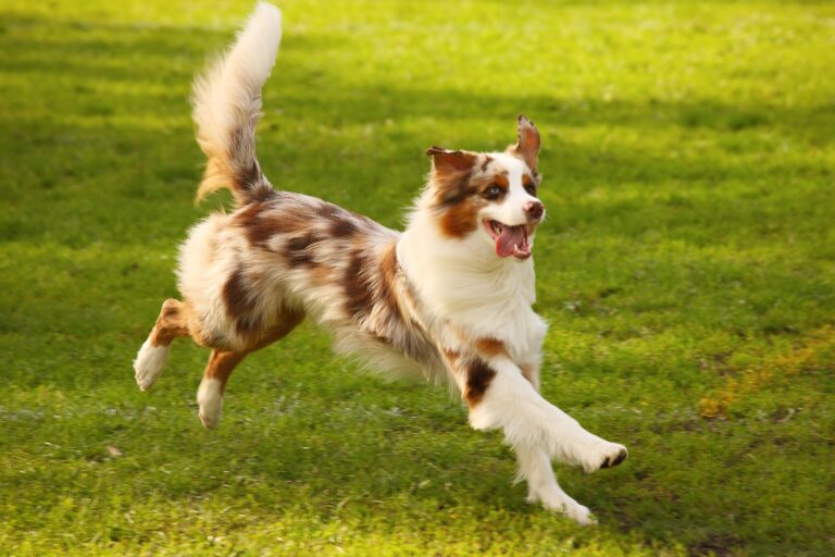 Happy Australian Shepherd Dog Running in Grass