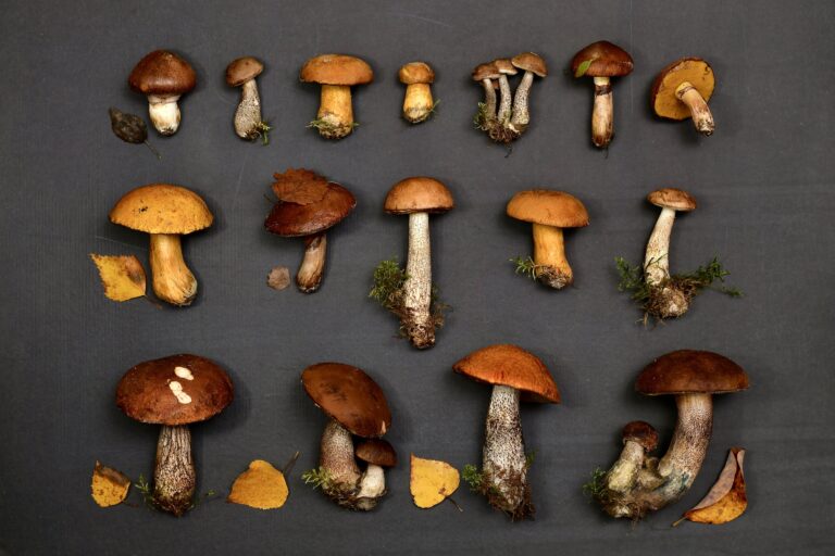 Collection of fungi arranged on flat surface