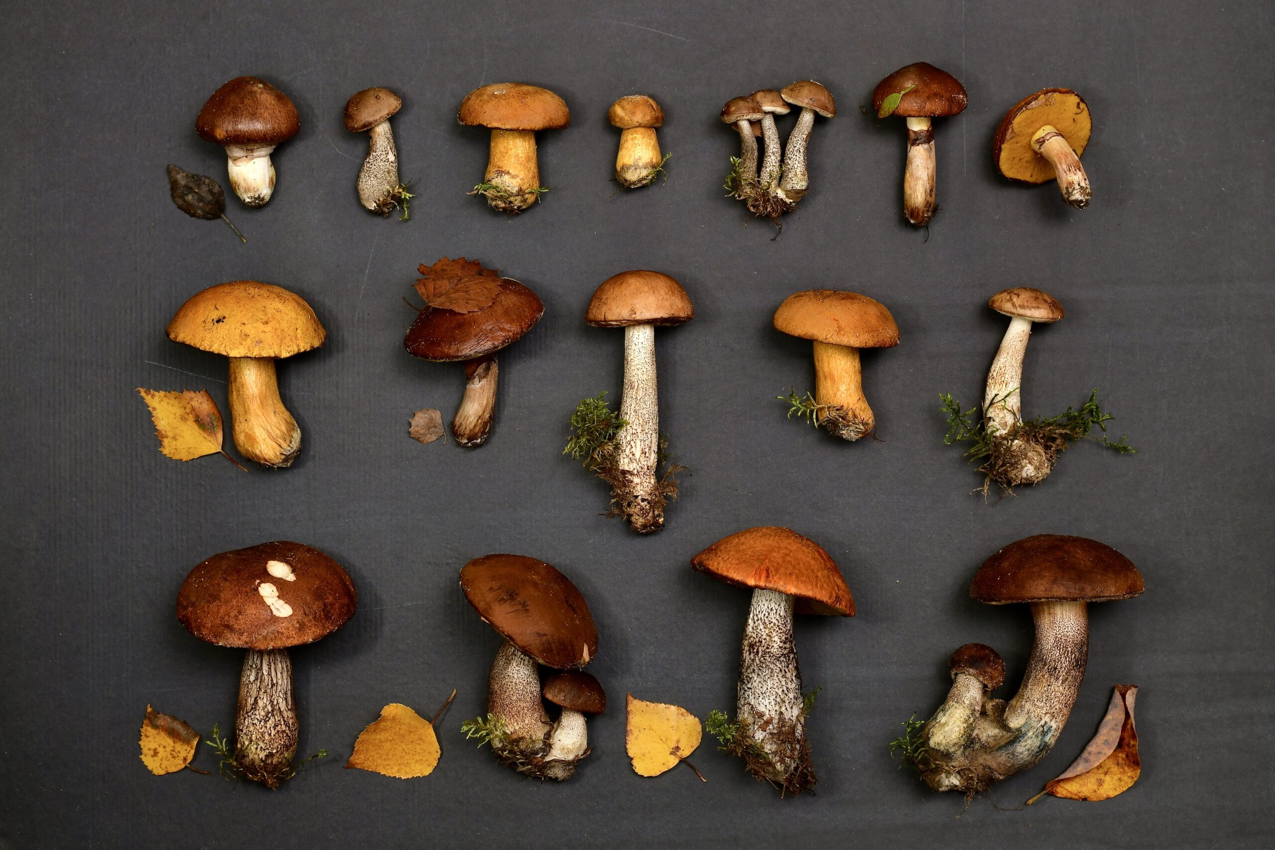 Collection of fungi arranged on flat surface