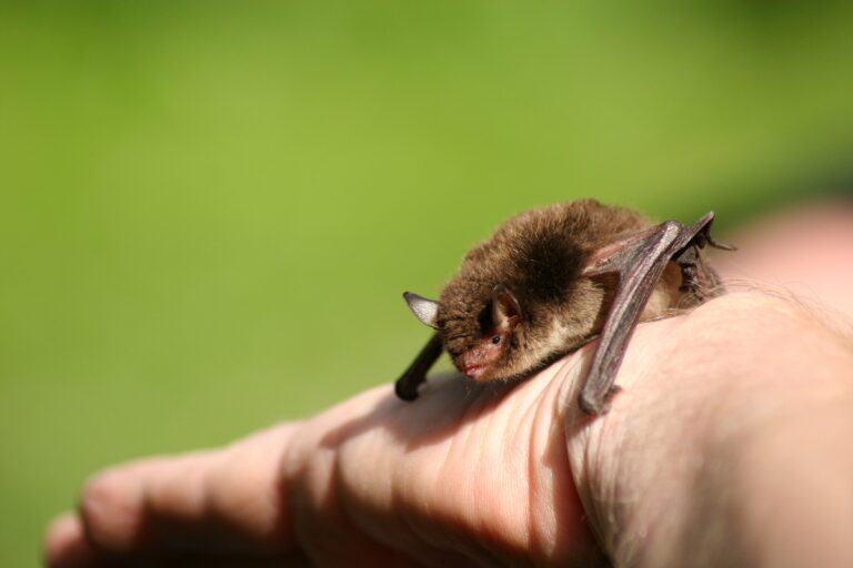 Small bat resting on a human hand