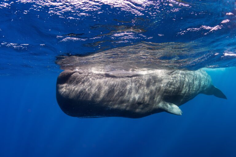 sperm whale