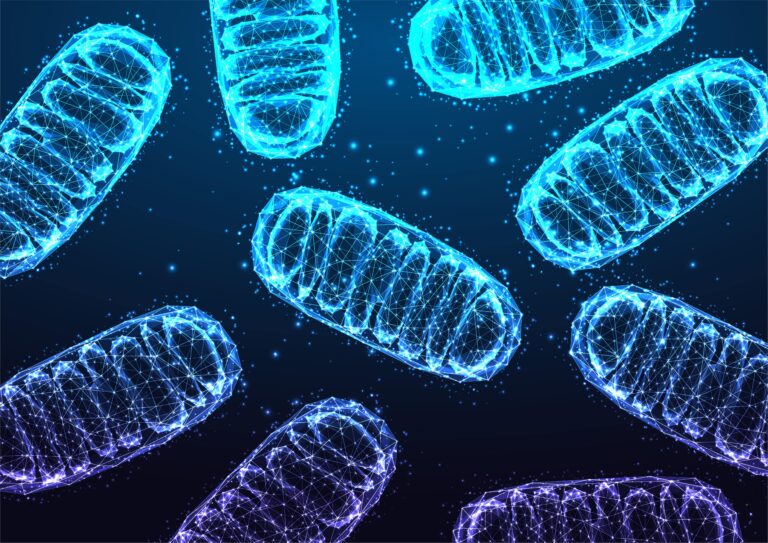 Digital illustration of mitochondria