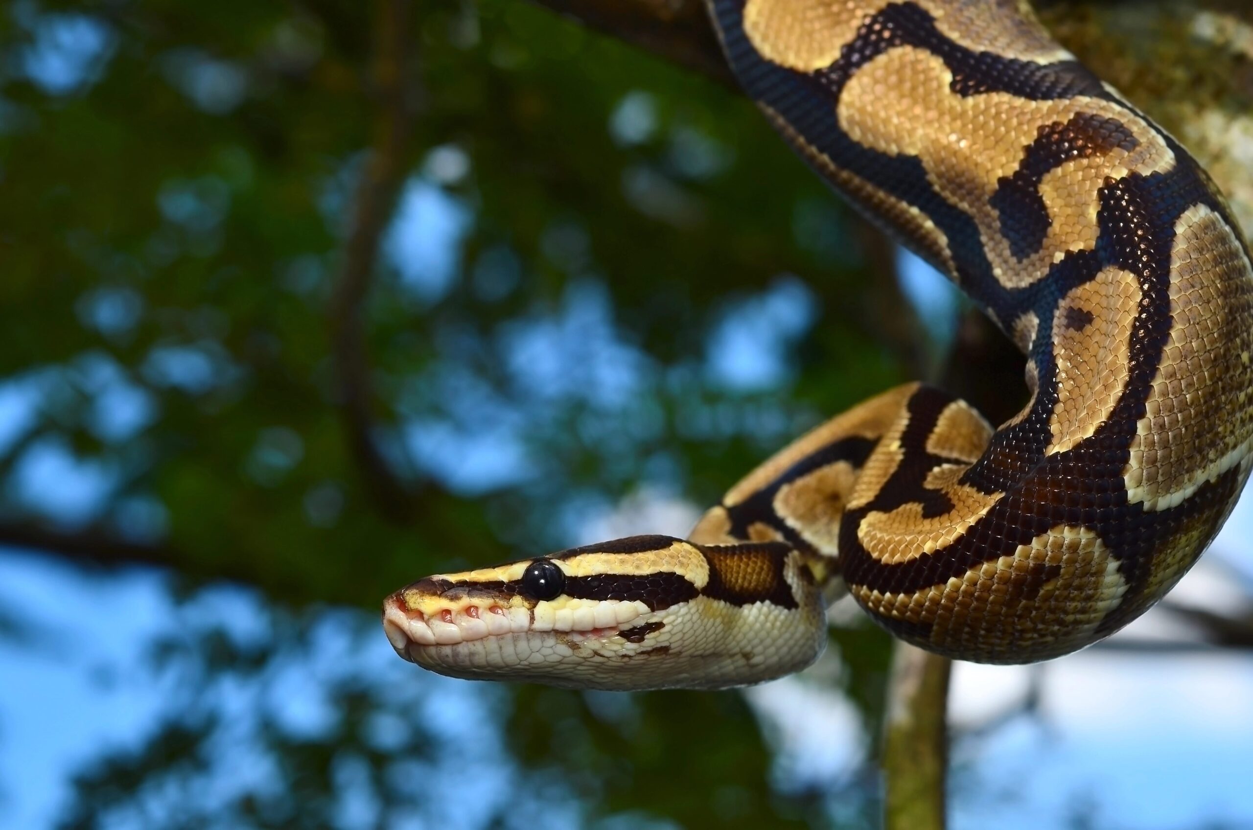 Fire Ball Python Snake wrapped around a branch