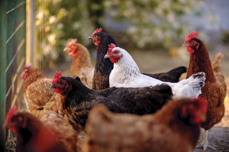 Group of chickens in outdoor enclosure