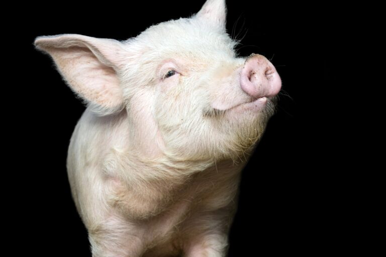 Pig portrait on black background