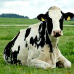 Cow resting in field