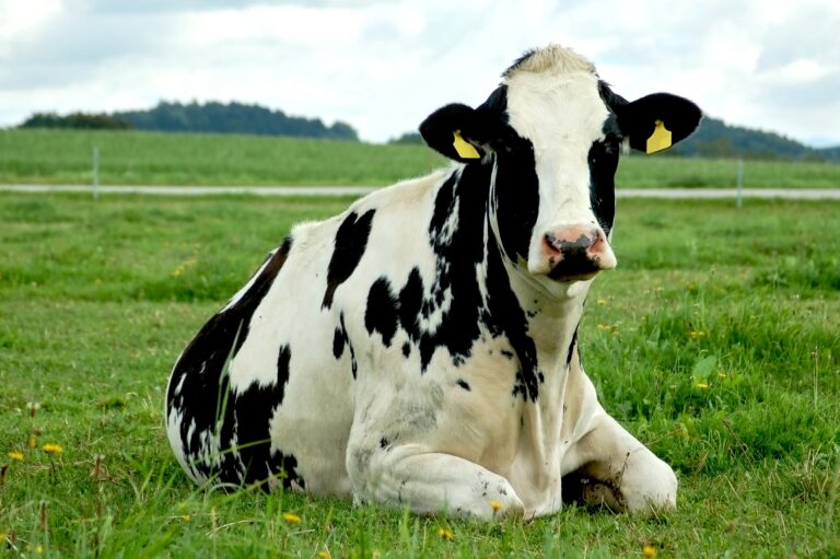 Cow resting in field