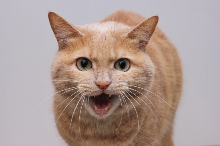 cat with rabies