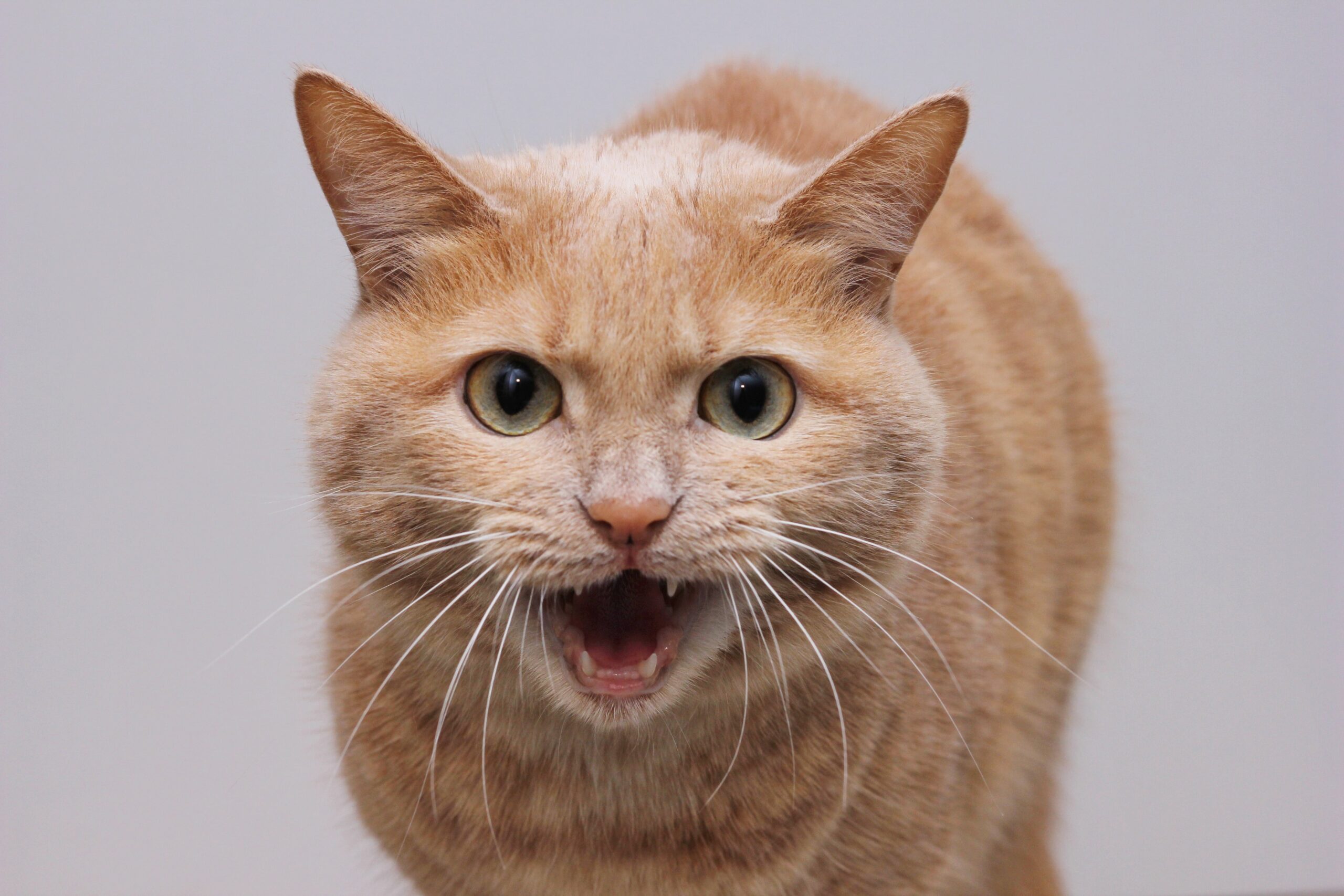 cat with rabies