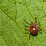 lone star tick on leaf