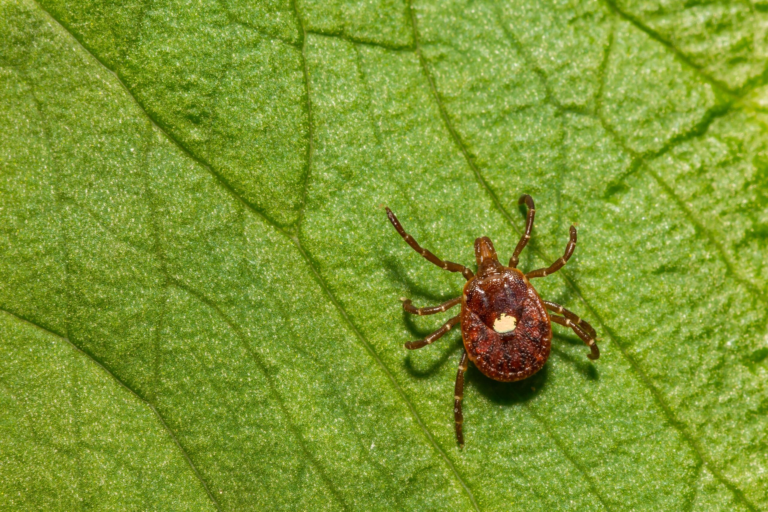 lone star tick on leaf