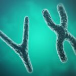 X and Y chromosomes