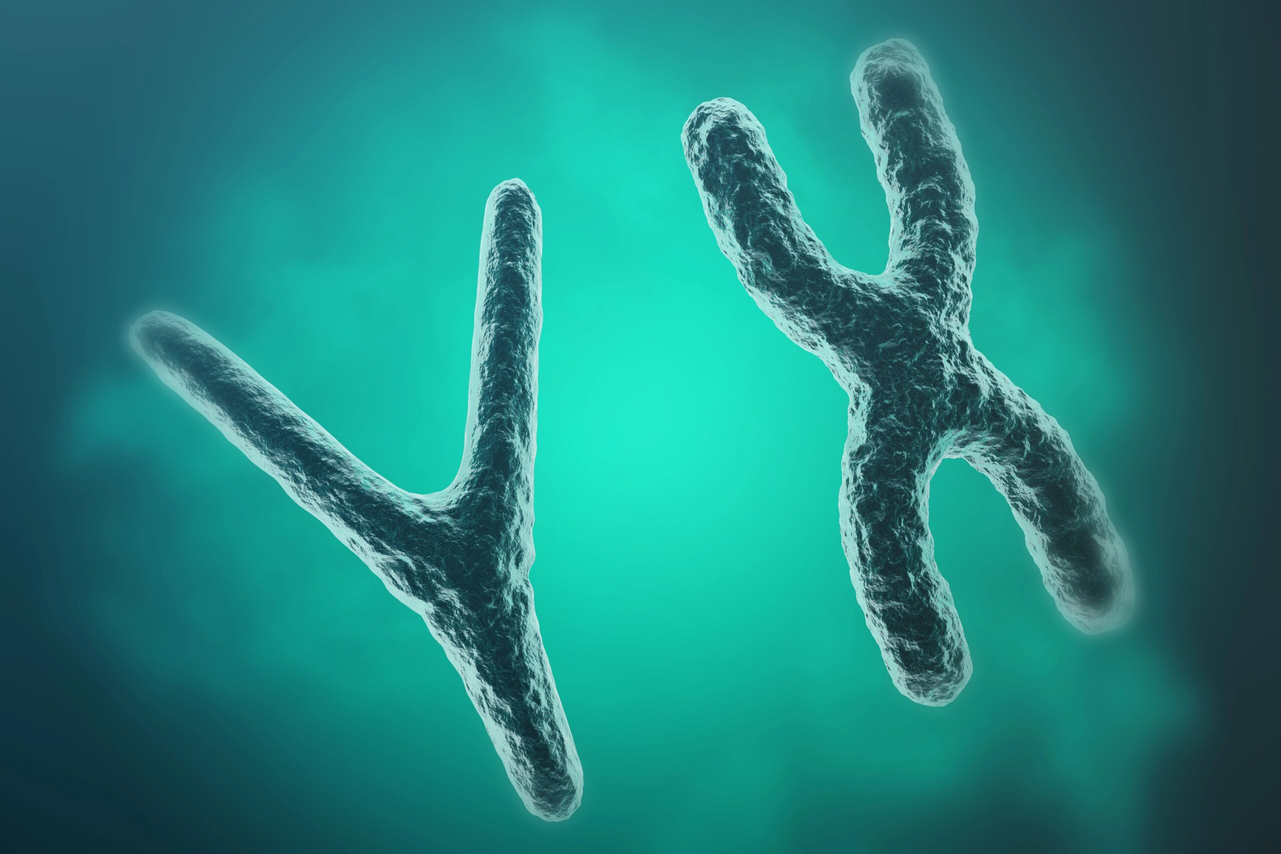 X and Y chromosomes