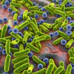 Rod-shaped bacteria and cocci, human microbiome, human pathogenic bacteria, 3D illustration