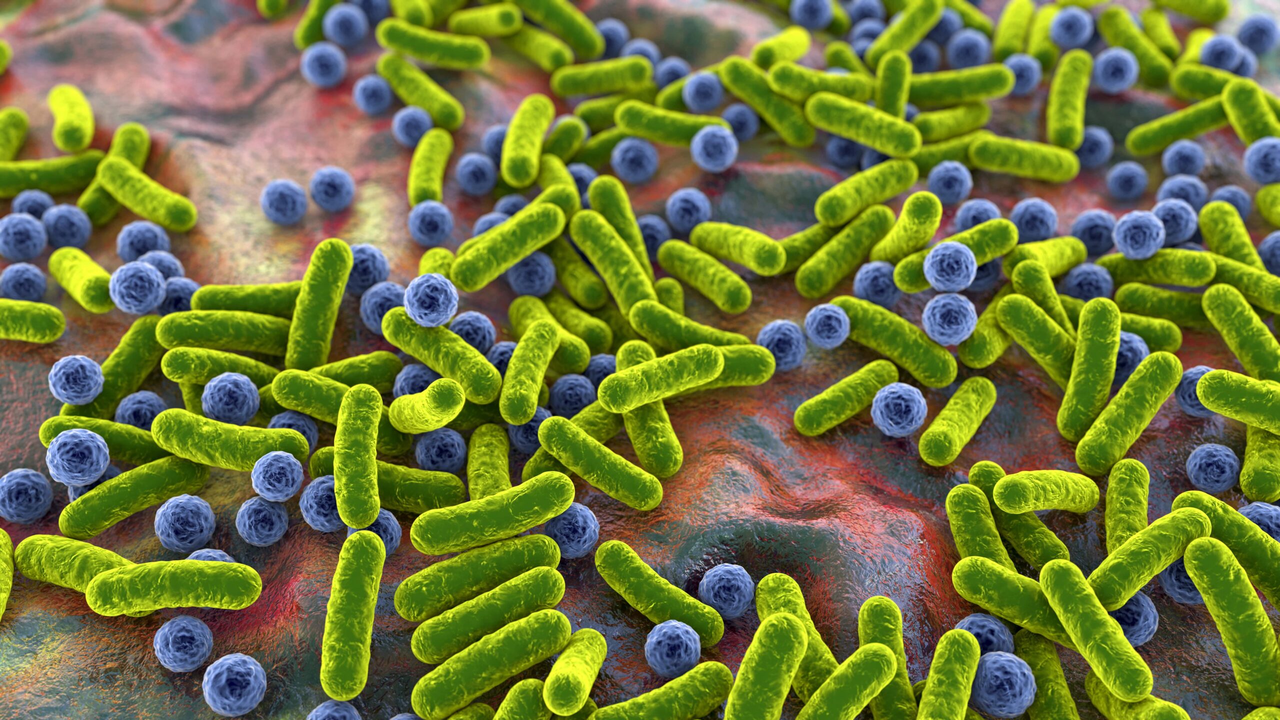 Rod-shaped bacteria and cocci, human microbiome, human pathogenic bacteria, 3D illustration