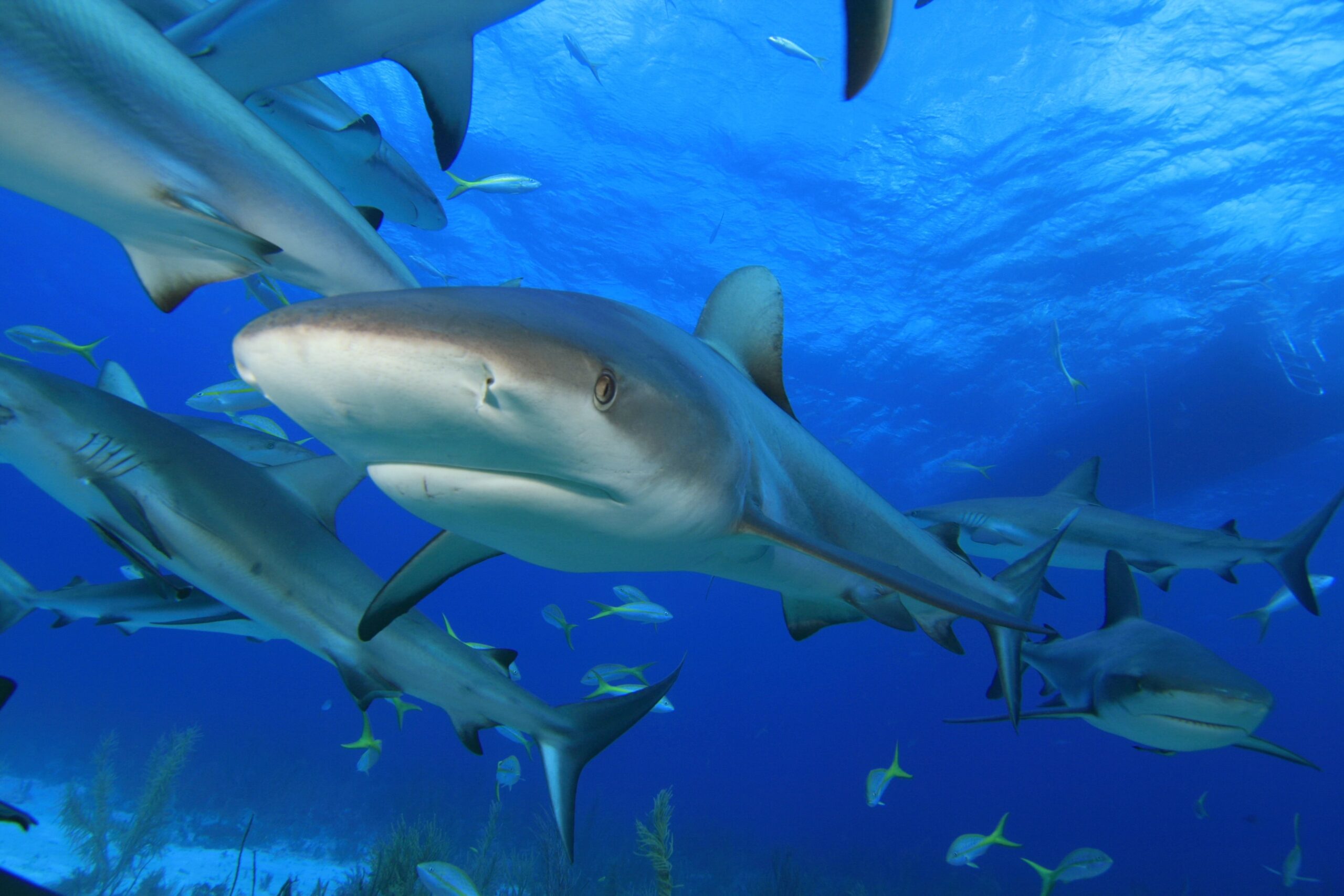Sharks swimming in ocean