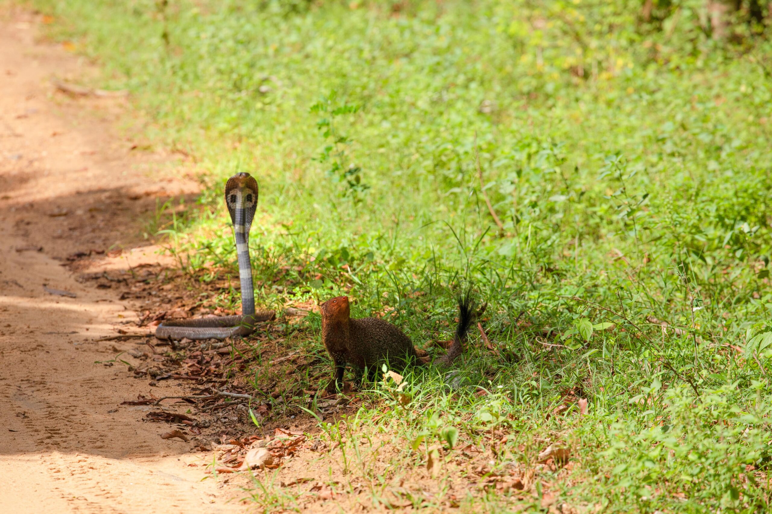 Snake attacking mongoose