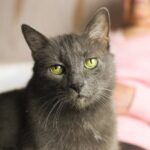 Senior gray cat with green eyes