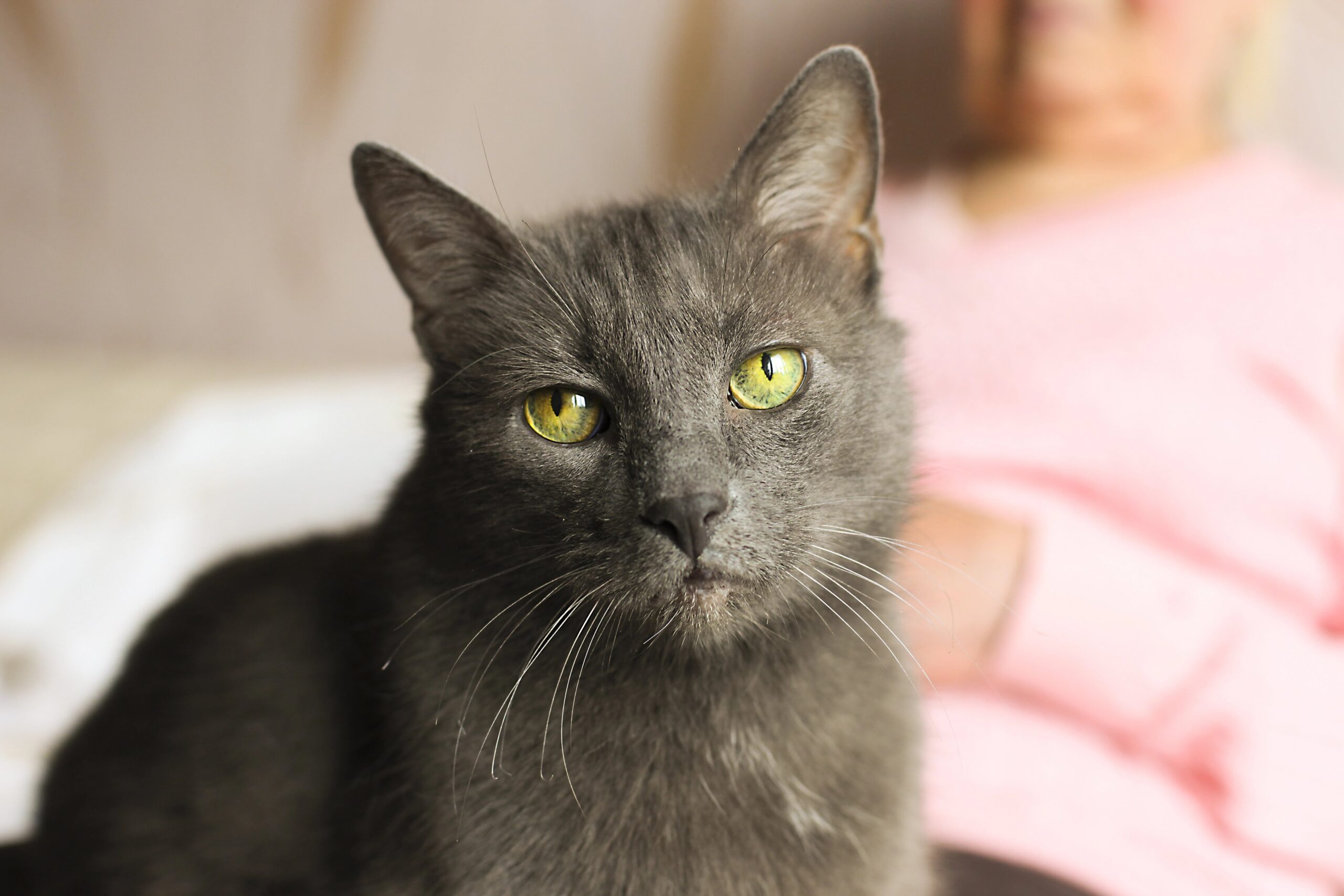 Senior gray cat with green eyes