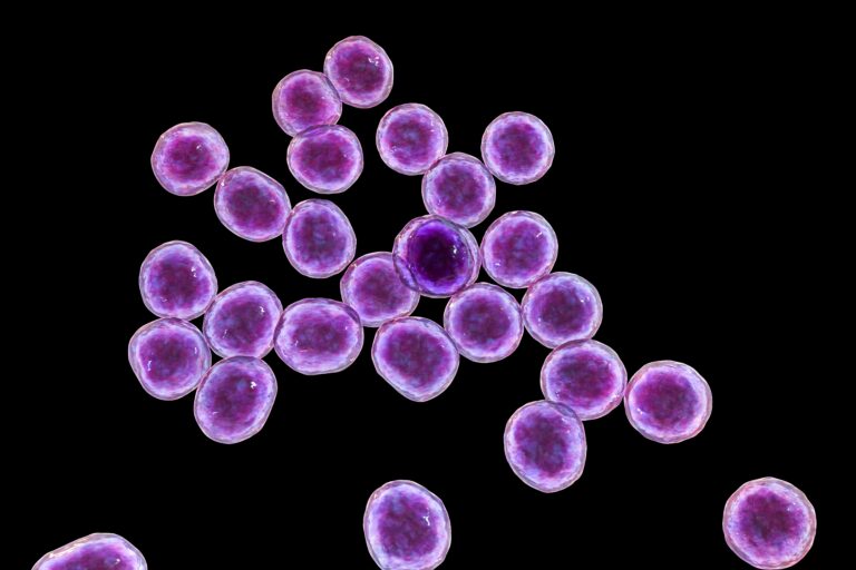 Staphylococcus aureus