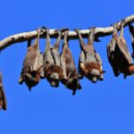 Bats hanging on a branch