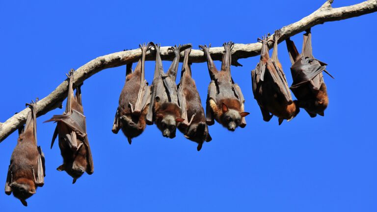 Bats hanging on a branch