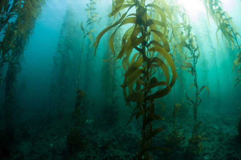 Underwater kelp forest