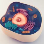 anatomical structure of animal cell