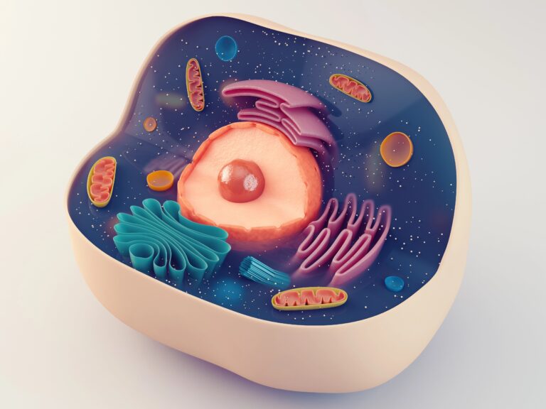 anatomical structure of animal cell