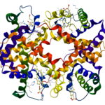 hemoglobin molecule on white background