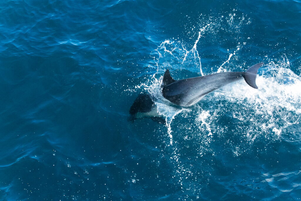 Dolphin jumping into the water