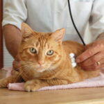 Cat at the vet