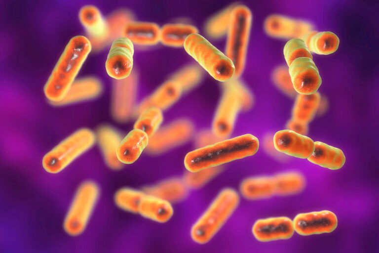 Bacteria Bacteroides fragilis