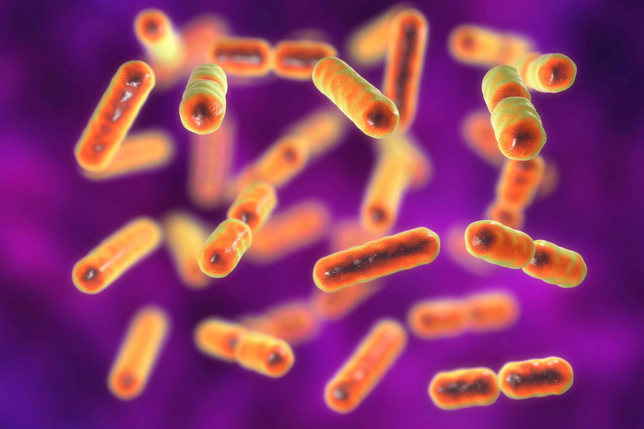 Bacteria Bacteroides fragilis